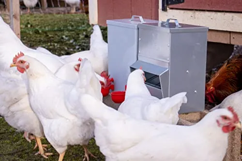 RentACoop Galvanized Chicken Tough Feeder, Weatherproof Poultry Food Dispenser with Lid